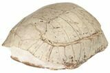 Fossil Tortoise (Stylemys) - South Dakota #192478-4